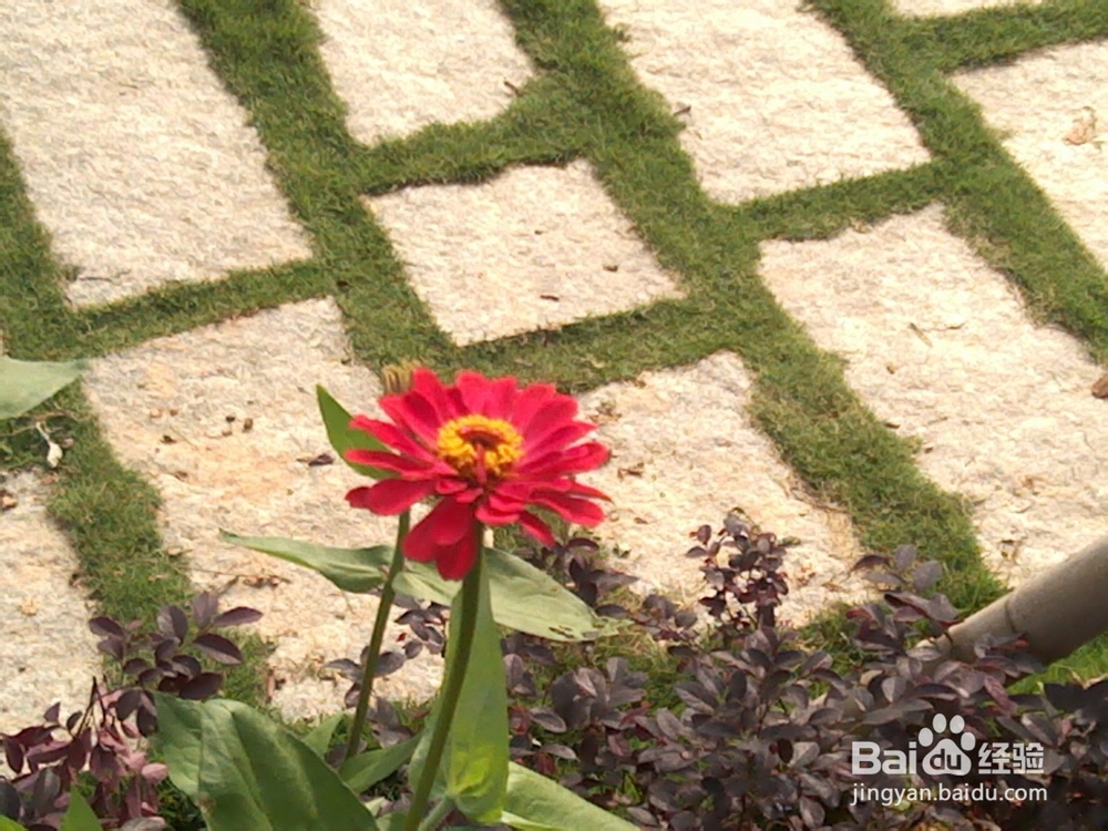 十里蓝山(玛琪雅朵花海)好玩吗