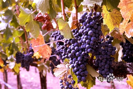 药粥治疗孕妇便秘保护肠道健康