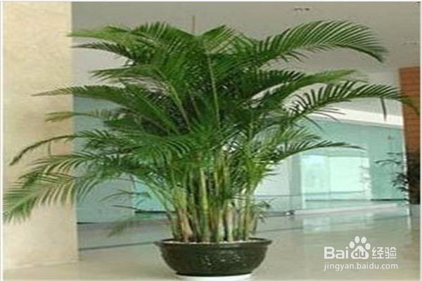 凤尾竹的养殖方法和注意事项都有什么？