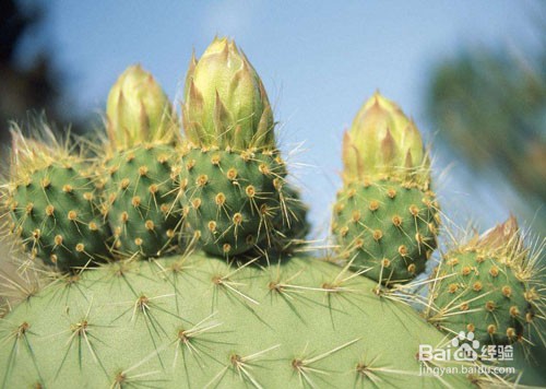 仙人掌的养殖方法