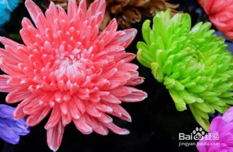 七彩菊花怎样栽培的