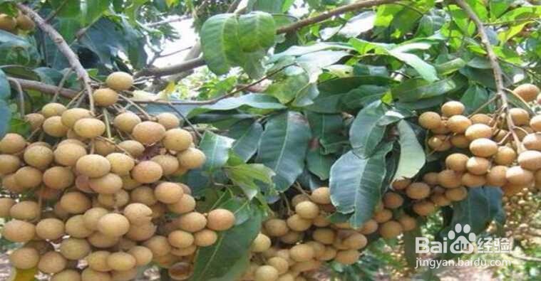龙眼盆栽种发与大面积大规模种植方法