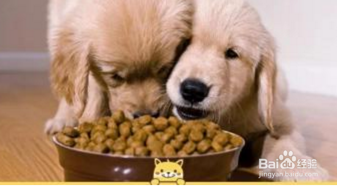 狗狗很瘦，怎么样才能让狗狗胖起来？