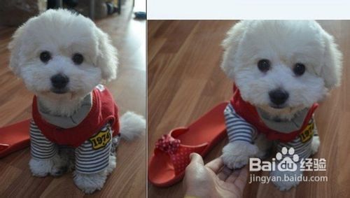 应该如何应对呢当爱犬比熊犬不吃饭的时候