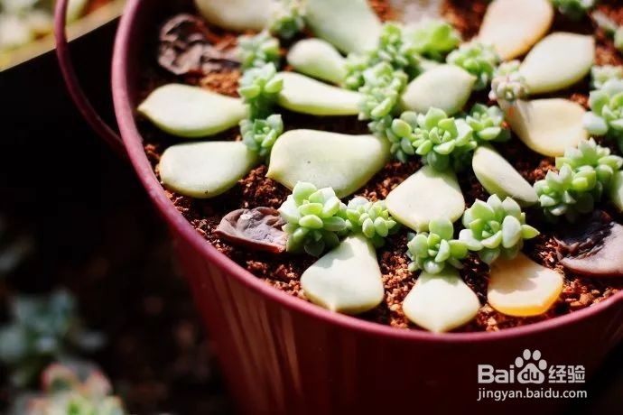 这样叶插多肉叶片轻松变成小森林！