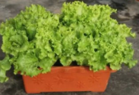 盆栽蔬菜，没有院子也可以