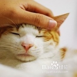 训练猫猫打滚的方法