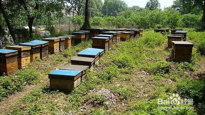 如何养蜂?养蜂的方法?