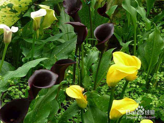 彩色马蹄莲的养殖方法和注意事项是什么？