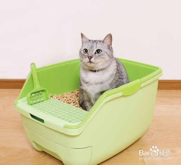 新手养猫必备知识