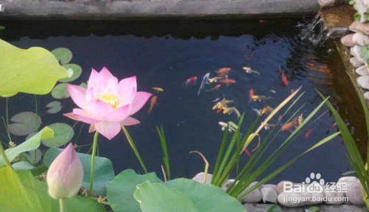 泥水养鱼如何保持水清