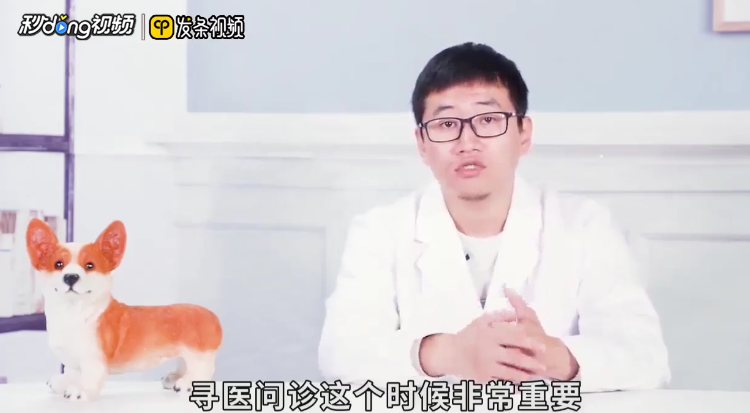 怎么解决猫咪不吃饭的问题