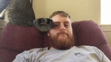 猫咪发现人类存在的终极奥秘