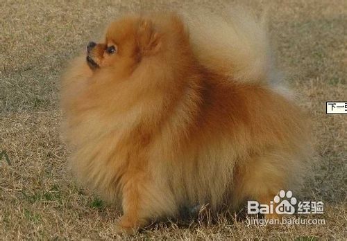 训练狗排泄的十大方法