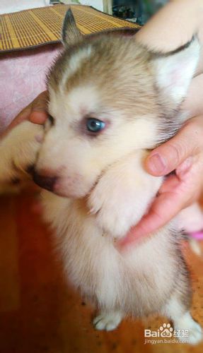 哈士奇日常锻炼的五个要点是什么