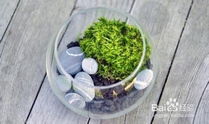 DIY迷你苔藓盆景 常绿小世界