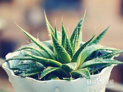 刚装修完的房子多种这三类花,杀菌驱蚊除甲醛一个都少不了