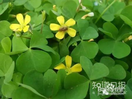 我们养的这些花农村到处都是