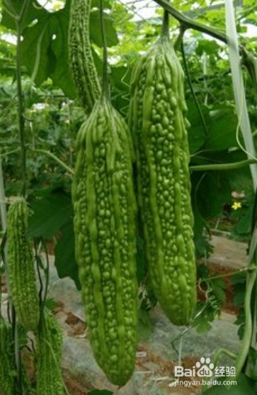 体内湿气重吃什么？