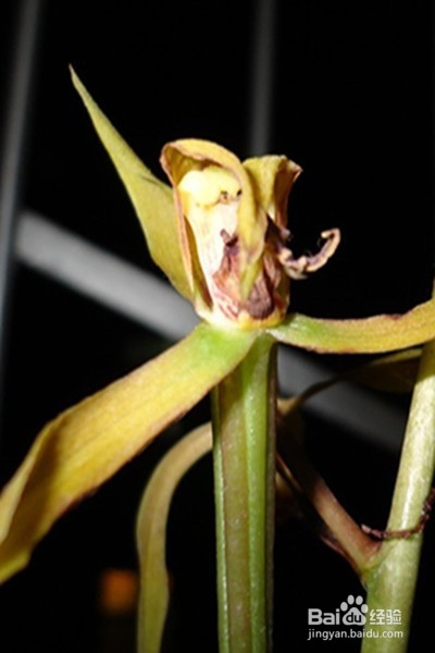 早更的原因、症状、调理方法