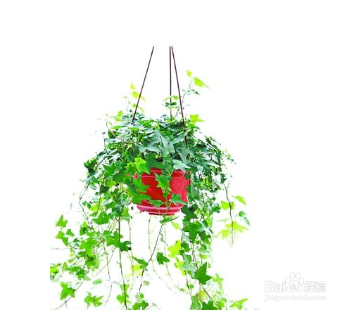 如何正确摆放盆栽