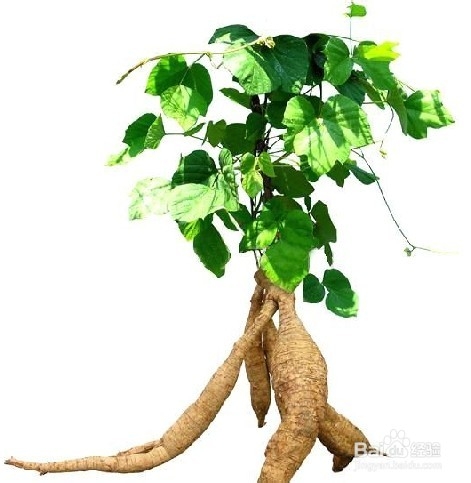 美之媛•V谜丰胸精油成分组成