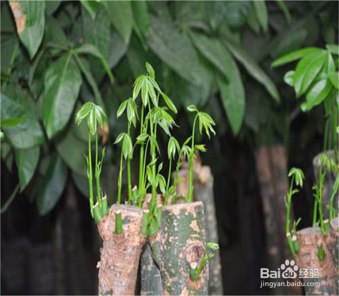 发财树怎么繁殖