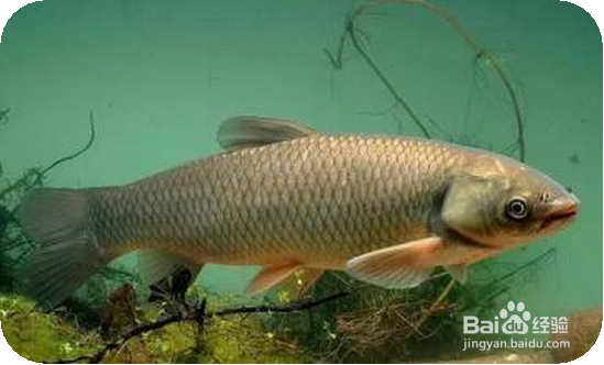 什么情况下,不可以吃鱼以及鱼的什么部位不能吃