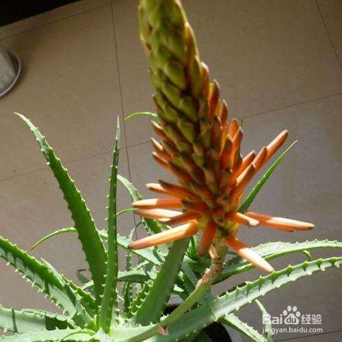 芦荟开花后会死吗？