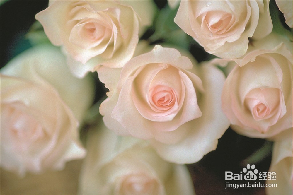 怎么选购玫瑰花