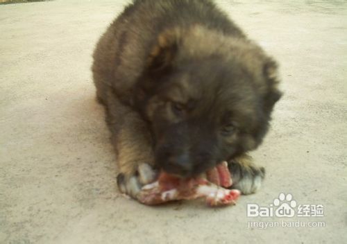 怎么喂养高加索