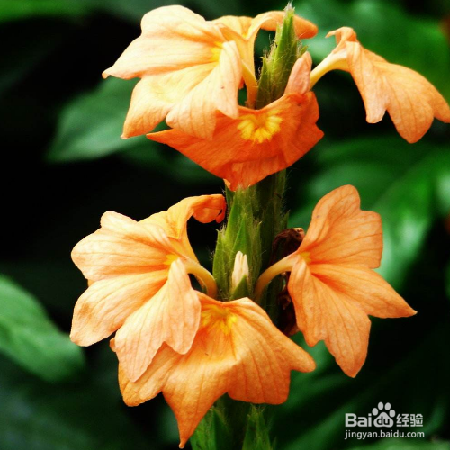 该怎么养殖出漂亮的鸟尾花？