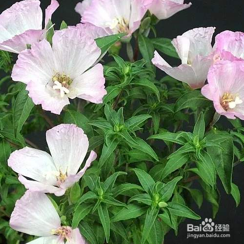 在家中该如何养殖送春花?