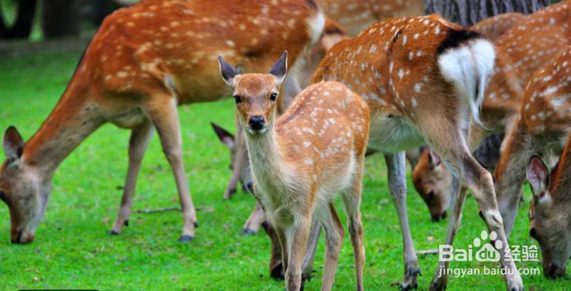 奈良自由旅游攻略