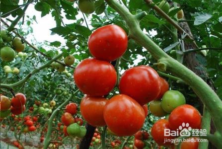 diy面膜大全 （超简单）