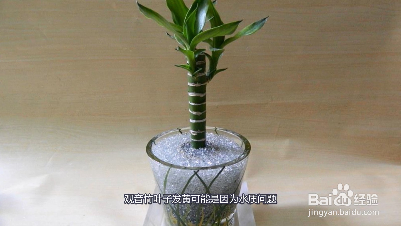 观音竹叶子发黄是怎么回事