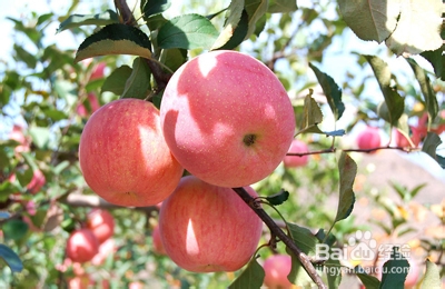如何挑选好的苹果,正确识别打蜡苹果