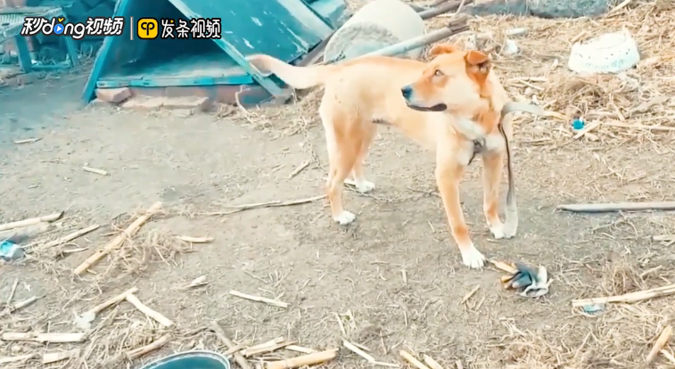 土狗不能吃的食物有哪些