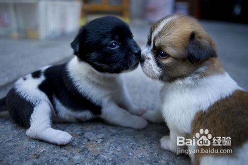 上海怎么带宠物出国去意大利