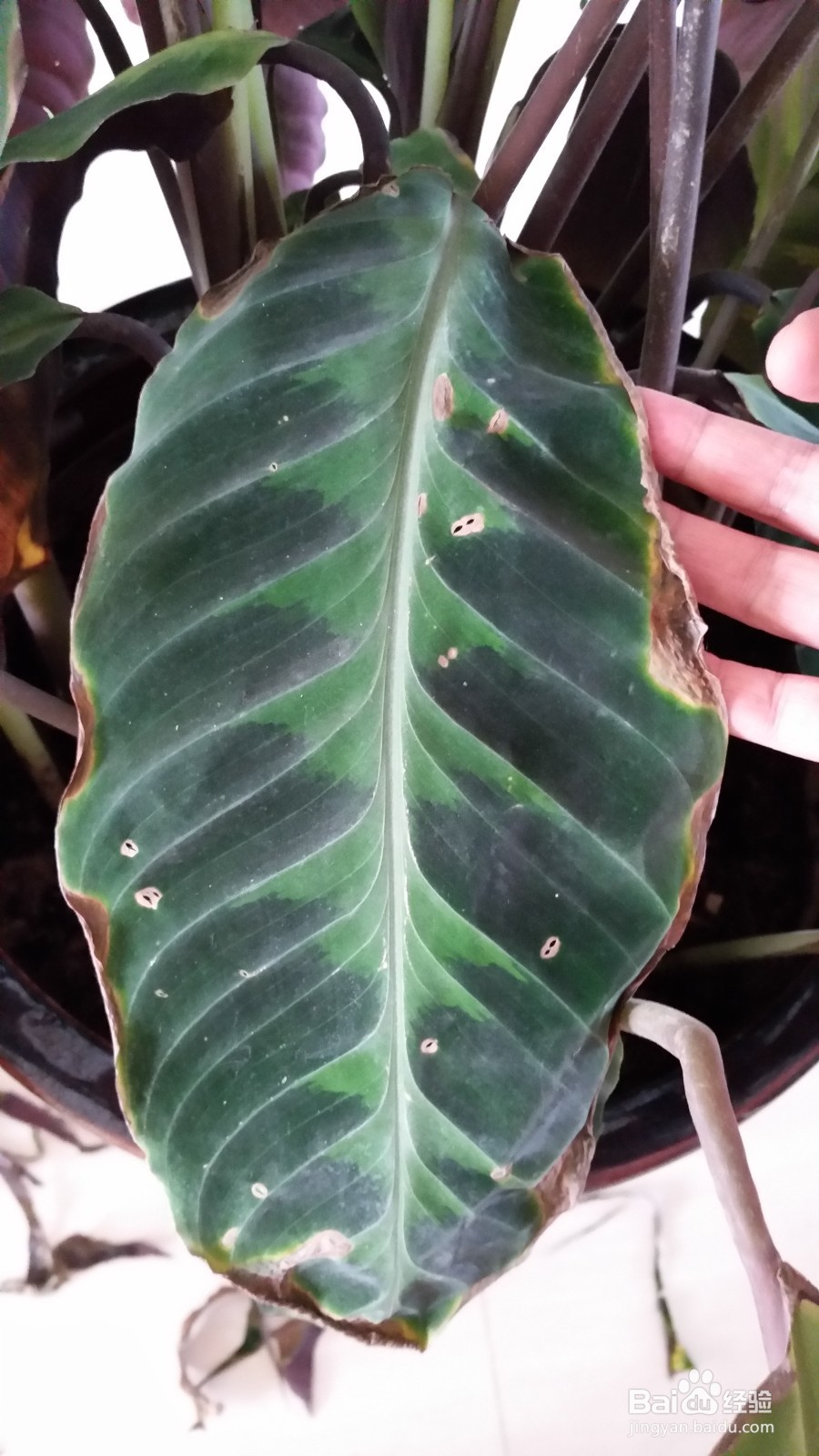 天鹅绒竹芋叶边干枯的处理