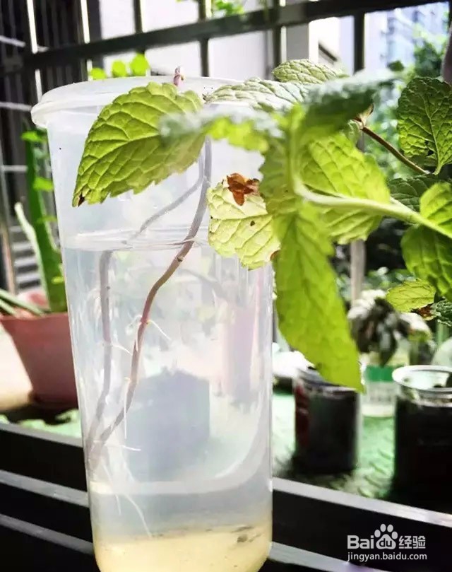 阳台种菜教授：如何让一盆薄荷长成许多盆？