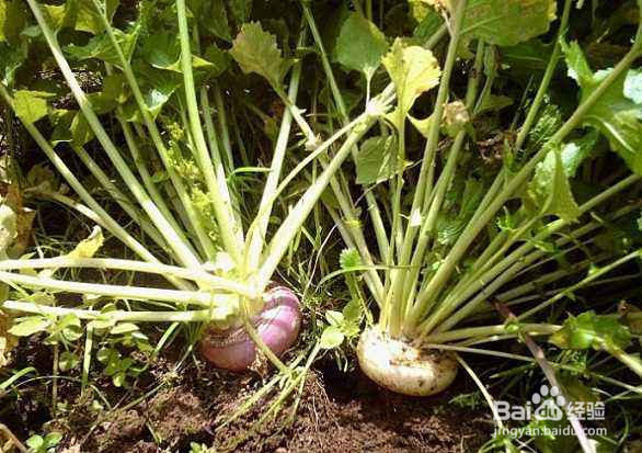 缓解高反最有效的方法