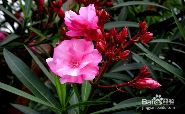 卧室里放这些花会有这么大的危害千万不能放