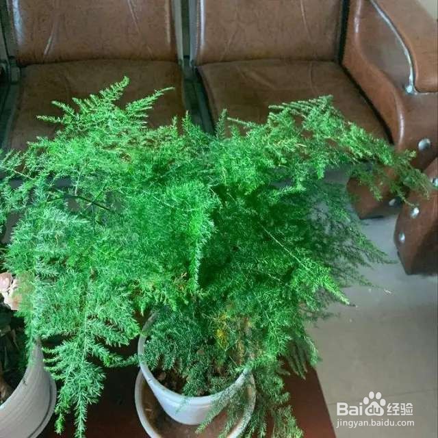 文竹黄叶干枯，一把剪秃了，很快变得绿油油