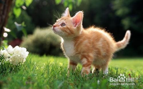 如何养肥一只猫