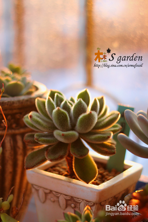 植物摄影小窍门+皮神山大王记