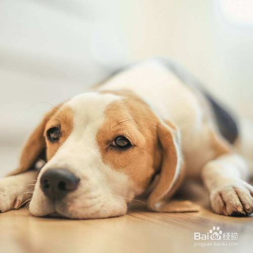 训练狗狗的小技巧有哪些？