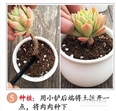 多肉的种植方法