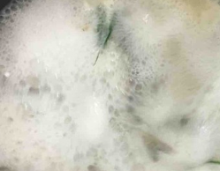 香浓鲫鱼汤的做法