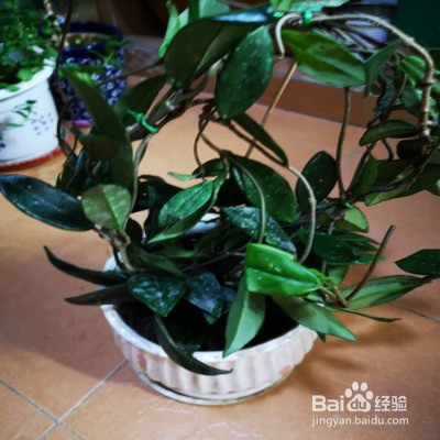 心叶球兰怎样养